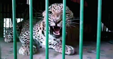 Leopard who was arrested from Chandrapur was thrown away at Gadchiroli?