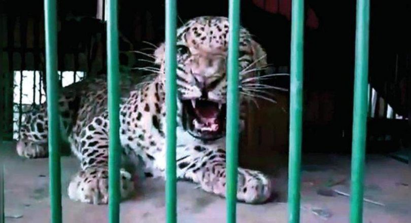 Leopard who was arrested from Chandrapur was thrown away at Gadchiroli?