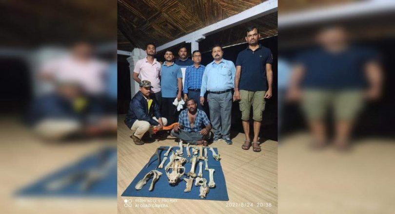 Pangolin, Poachers Tiger Nabbed from Delaapar & Paoni