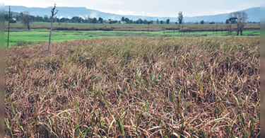 48K farm pump in Kolhapur is still without a power supply