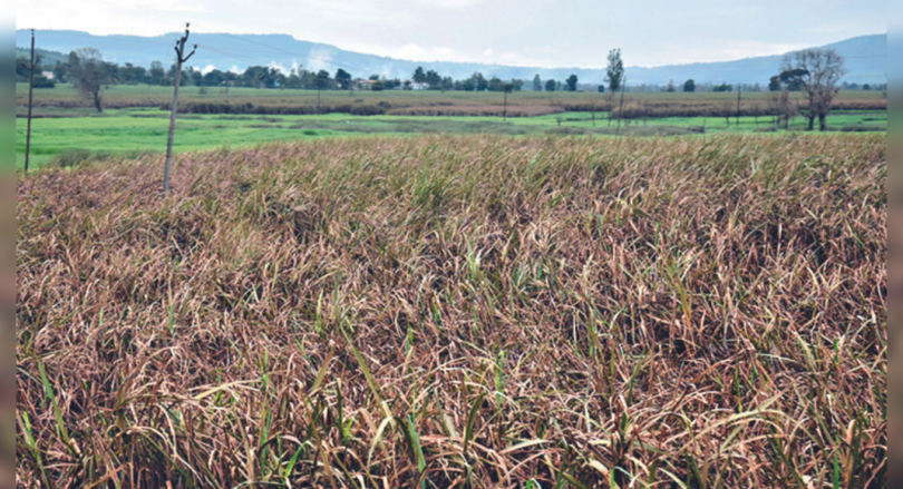48K farm pump in Kolhapur is still without a power supply