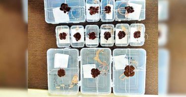 Conman medicine, dupes of rajkot women from rs 6.8 lakh jewelry