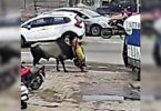 Woman 'bull-dozed' at the godhra bus stop