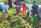 Karnataka: Farmers from the villages around Doddaballapur Dump Coriander leaves by roadside