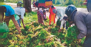 Karnataka: Farmers from the villages around Doddaballapur Dump Coriander leaves by roadside