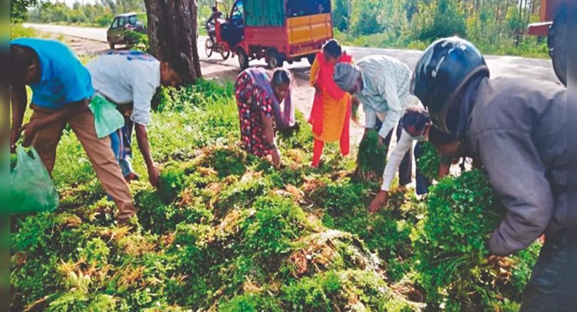 Karnataka: Farmers from the villages around Doddaballapur Dump Coriander leaves by roadside