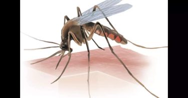 Dengue breed in flower pots, general patterns in luxury areas