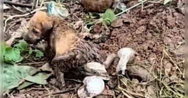 Kalyan: Firefighters save three puppies trapped inside the drainage line for 14 hours