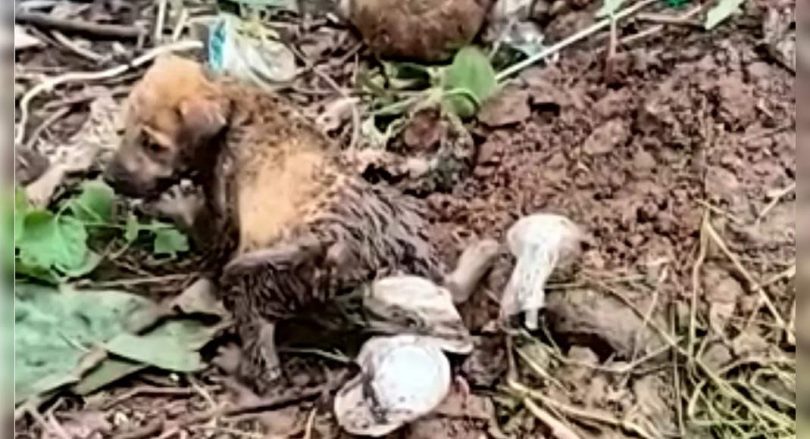 Kalyan: Firefighters save three puppies trapped inside the drainage line for 14 hours