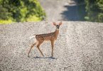 US reported the first deer in the world with Covid-19