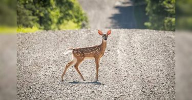 US reported the first deer in the world with Covid-19