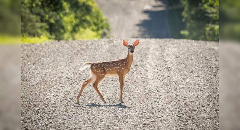 US reported the first deer in the world with Covid-19