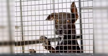 Chennai to get a multi-special pet hospital