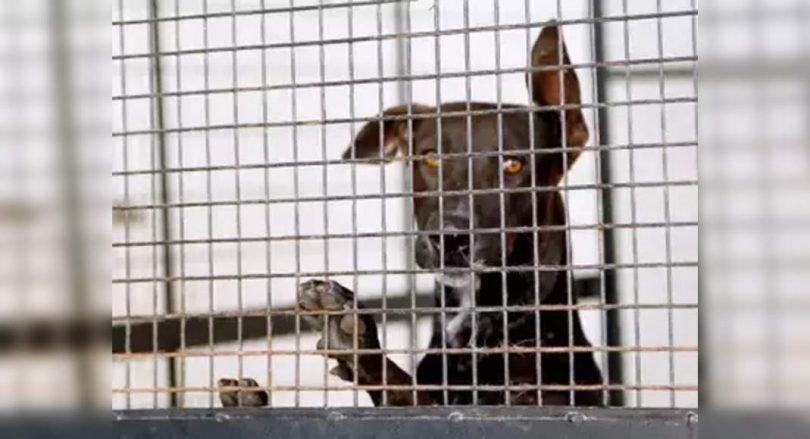 Chennai to get a multi-special pet hospital