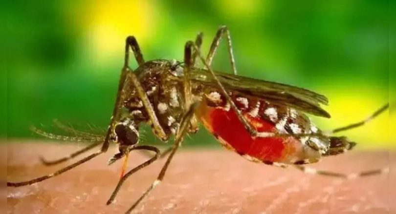 Nashik Civic Body stepped forward to examine dengue fever