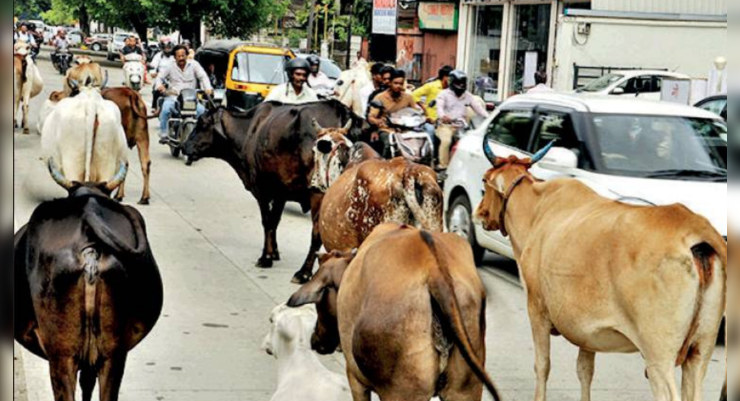 Ahmedabad: Menace cannot be moved from the road
