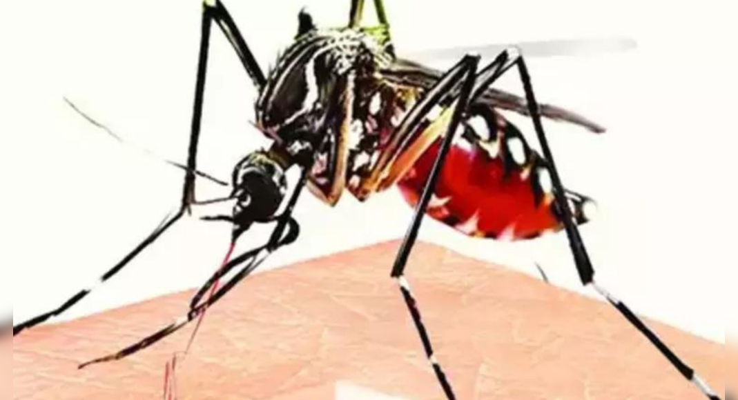 693 Dengue Cases in Ahmedabad this month