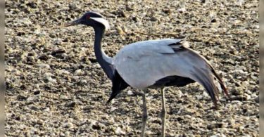 Raj Bird Haven faced a water crisis because of an uncertain monsoon