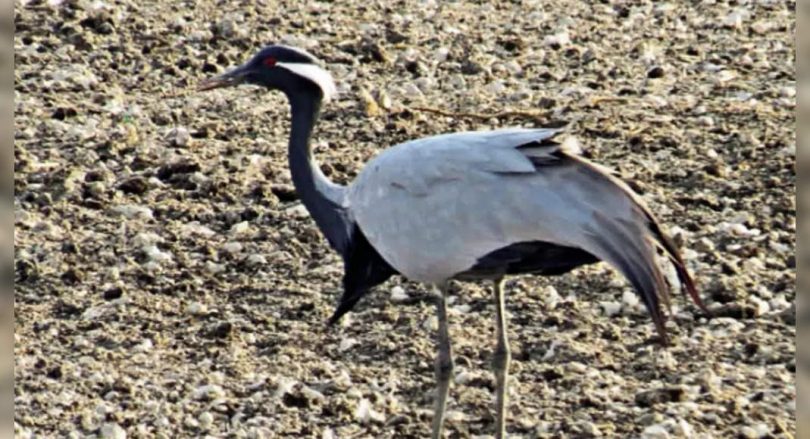 Raj Bird Haven faced a water crisis because of an uncertain monsoon