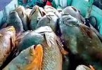 Fishermen Palghar Nets RS 1.33 Crore Ghol Haul