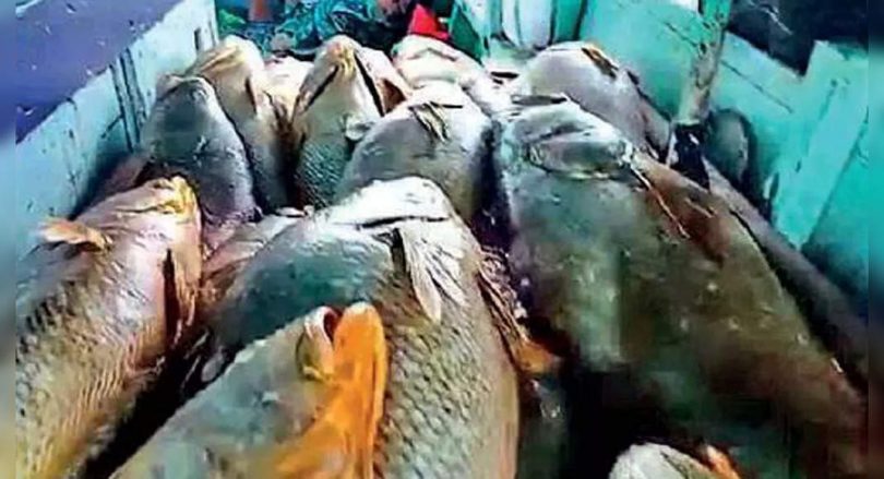 Fishermen Palghar Nets RS 1.33 Crore Ghol Haul