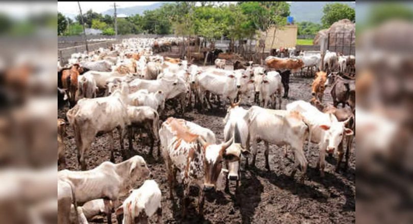 Cows must be used as national animals: HC