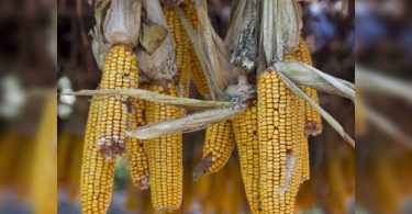 Punjab: pests damage corn plants at 4,500 hectares in Ropar