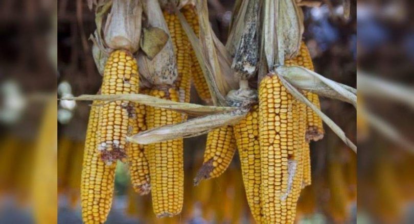 Punjab: pests damage corn plants at 4,500 hectares in Ropar