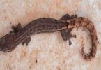 In the slim first gecko specimen found in Goa