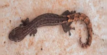 In the slim first gecko specimen found in Goa