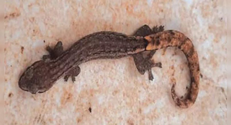 In the slim first gecko specimen found in Goa