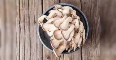 Oyster mushroom farms take in the Kesatar district