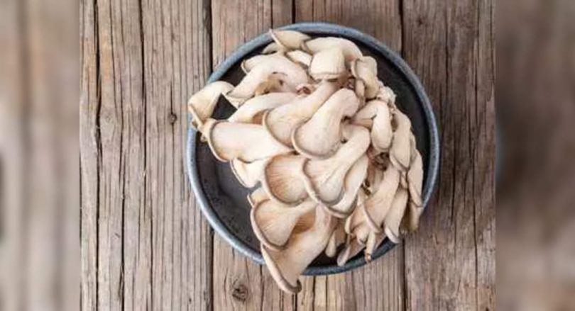 Oyster mushroom farms take in the Kesatar district