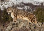 Ladakh keeps a black-necked crane as a country bird, new animal leopard snow