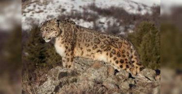 Ladakh keeps a black-necked crane as a country bird, new animal leopard snow