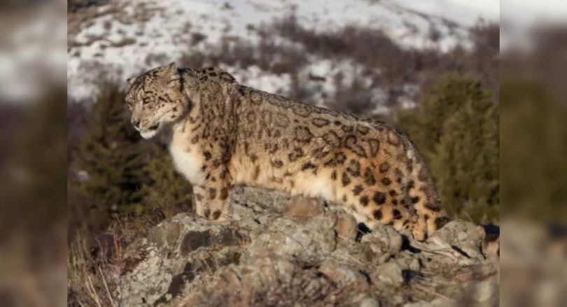Ladakh keeps a black-necked crane as a country bird, new animal leopard snow