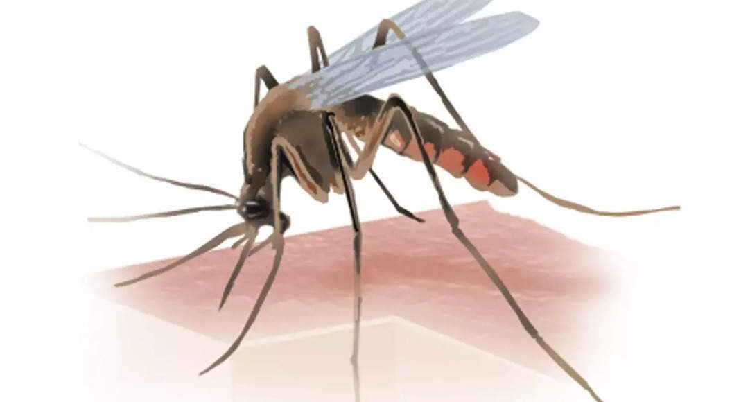 AHD: 925 Mosquito Breeding Sites Found in Drive