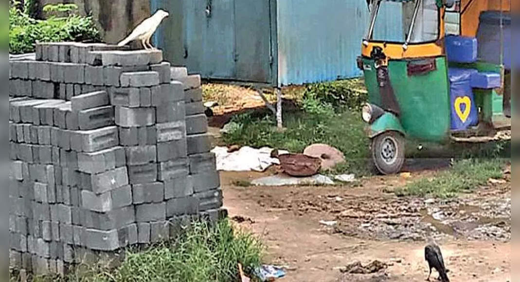 Crow White Creath Flutter in Gandhinagar Village