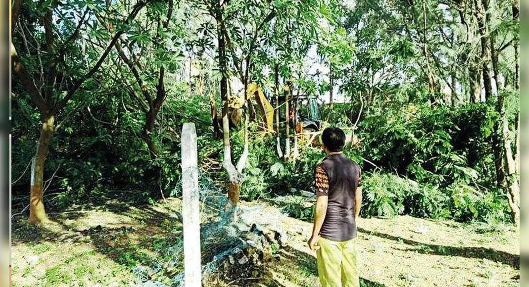 1,800 trees are fostered for 13 years of bulldozed in Veraval