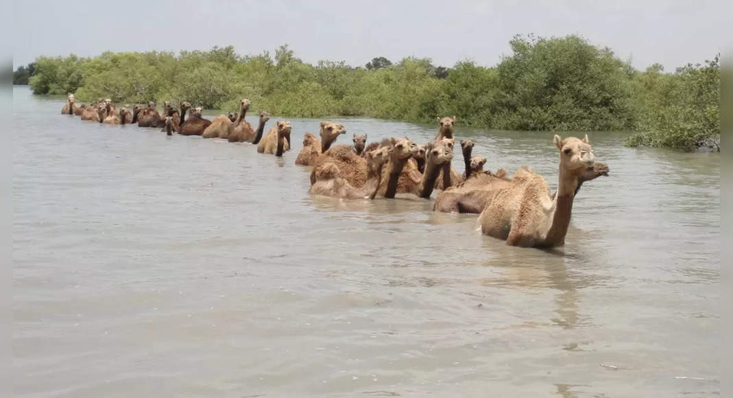 Lifeline is sought from PM for a unique 'camel swimming'