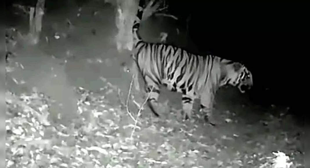 Tiger is increasingly prepatting in Mhadei Wildlife Sanctuary