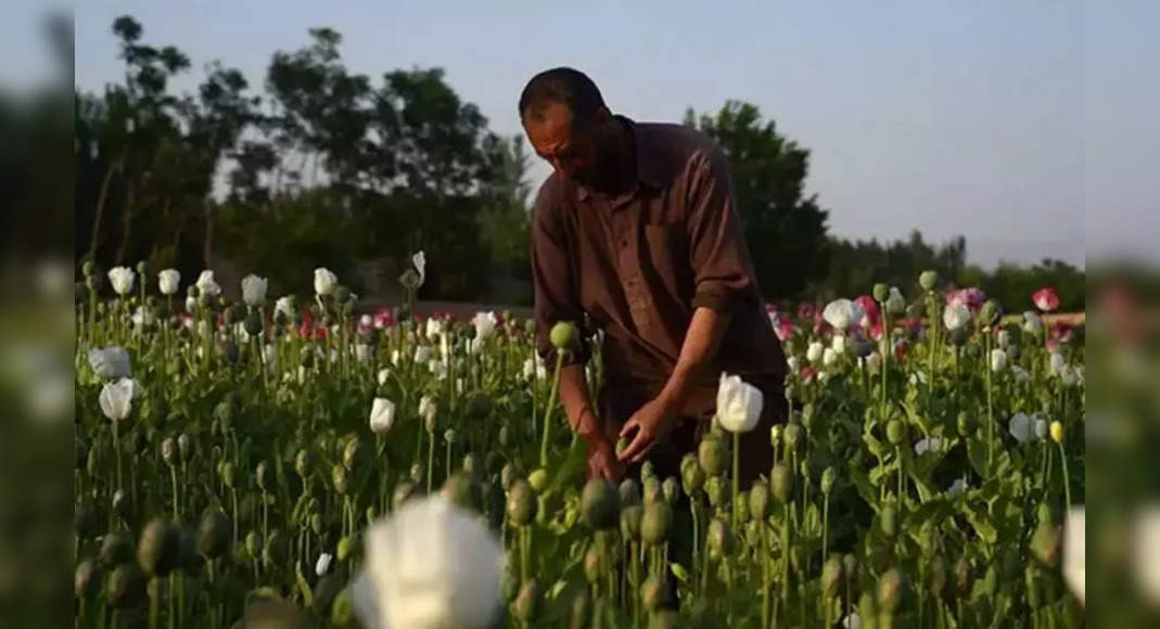 Taliban Takeover imposes heroin waves to India?