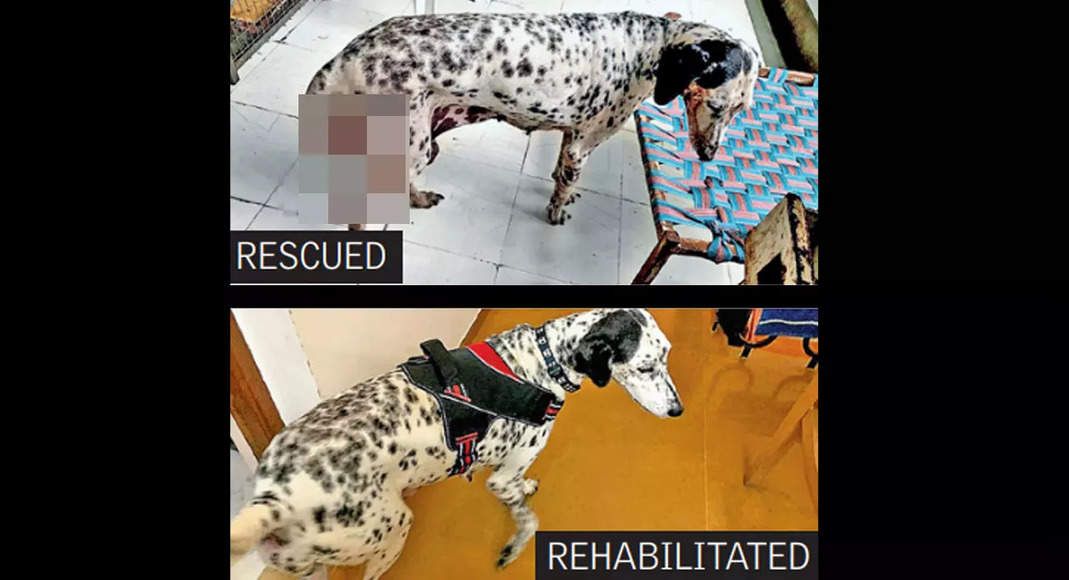 Twist In Tail: Locked Pets Abanded