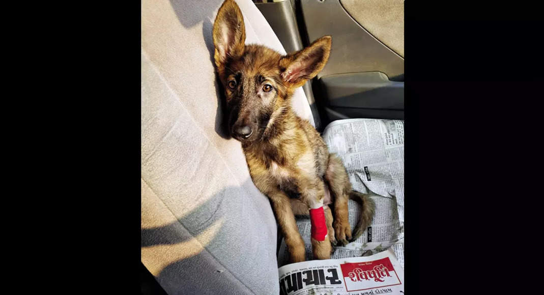 Gujarat: Dumped Post Lockdown, Pets Meets Cruel Fate