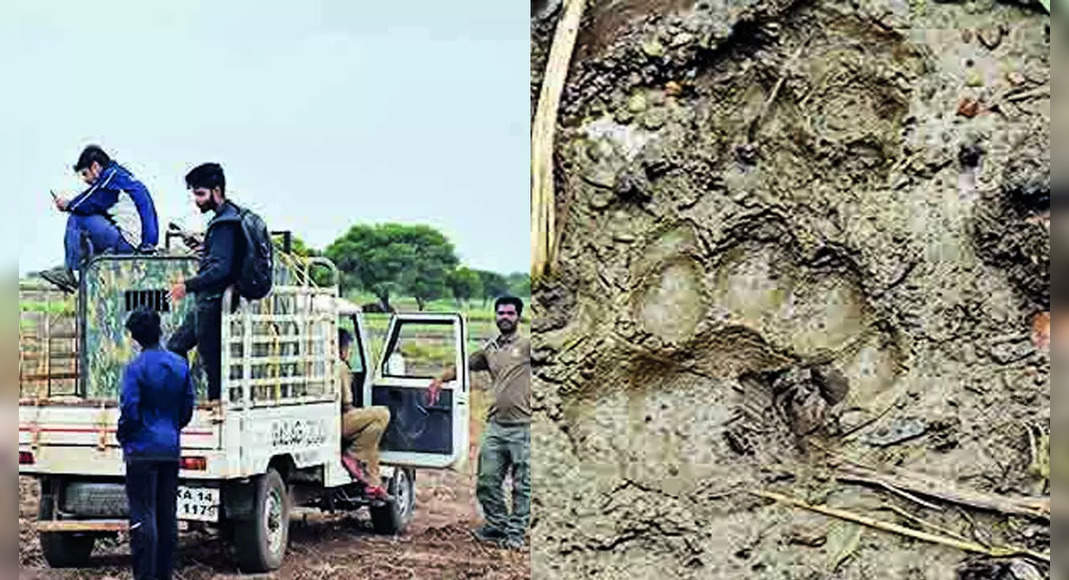 Drones are pressed into service because of the search for intensive leopard in Dharwad