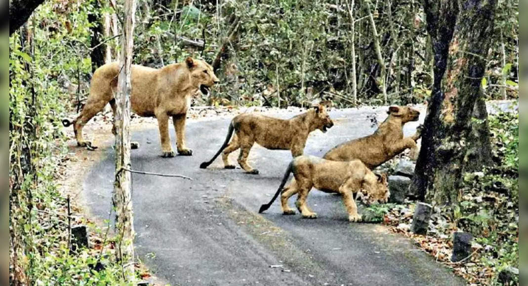 Don't expand the road inside the sanctuary gear, say experts