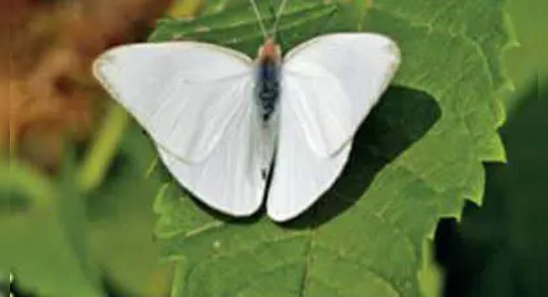Census to map butterfly hotspots in arabalis