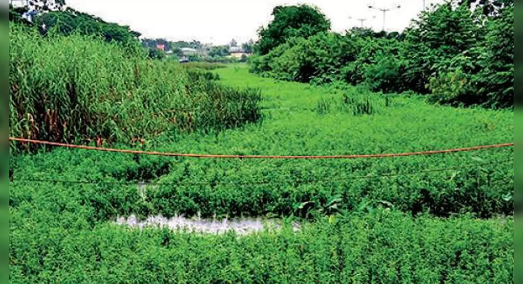 NGT calls 2 major secretaries on clogged canals