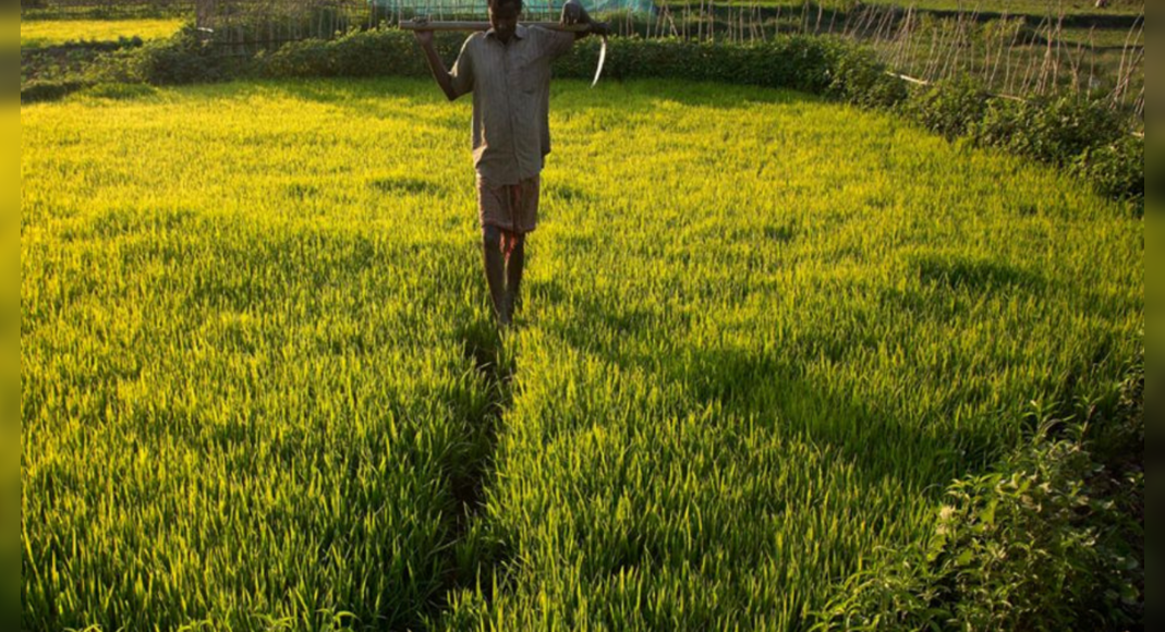 Punjab: Loss Pest Surveys are carried out in Ropar