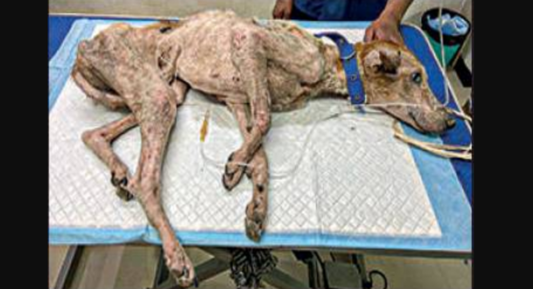 After the petition, IIT-M gives custody of 3 sick dogs to NGOs